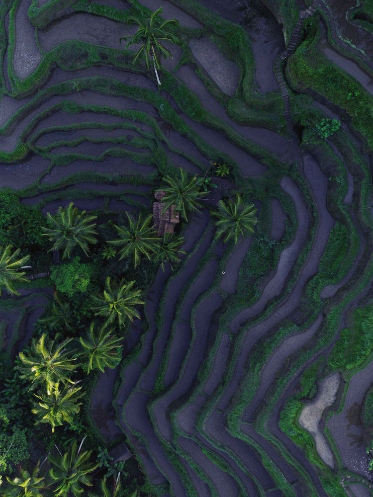 Tropical Risefields From Above