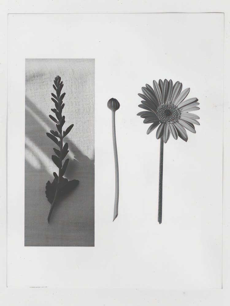 Gerbera Flower Photo Collage 2