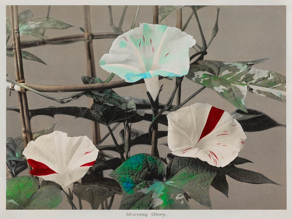 Morning Glory, Hand Colored Collotype From Some Japanese Flowers (1896), Kazumasa Ogawa