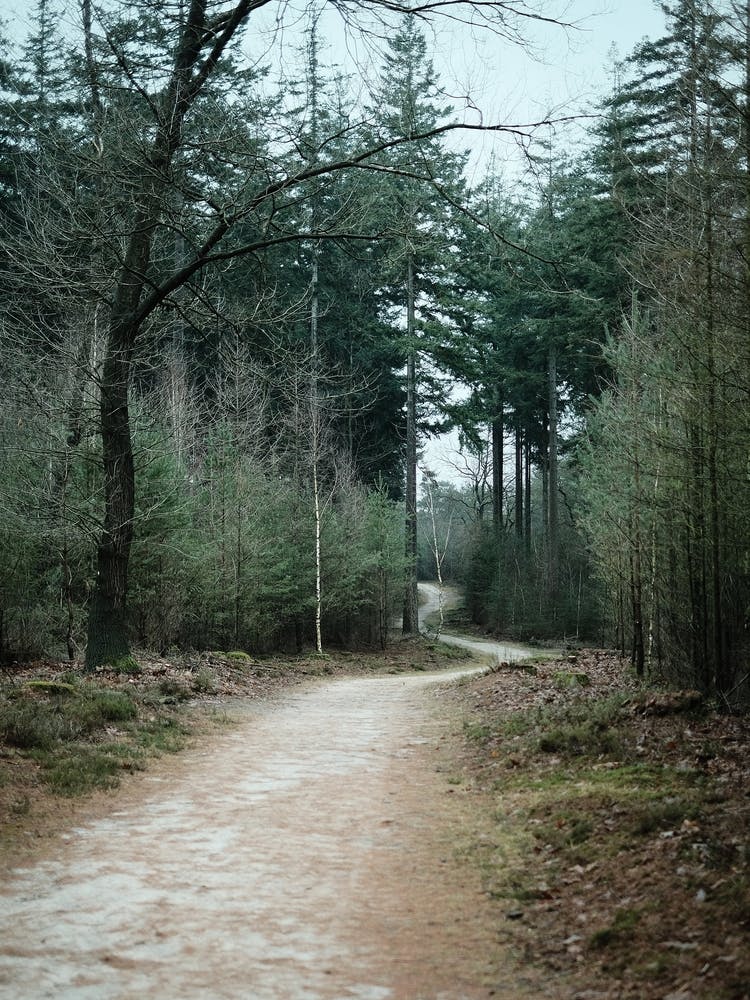 Winter Forest // The Netherlands // Nature Photography 