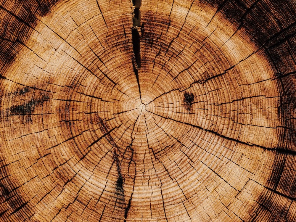Tree Rings