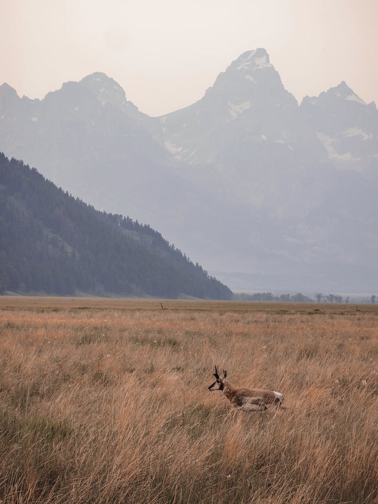 Antelope On Range