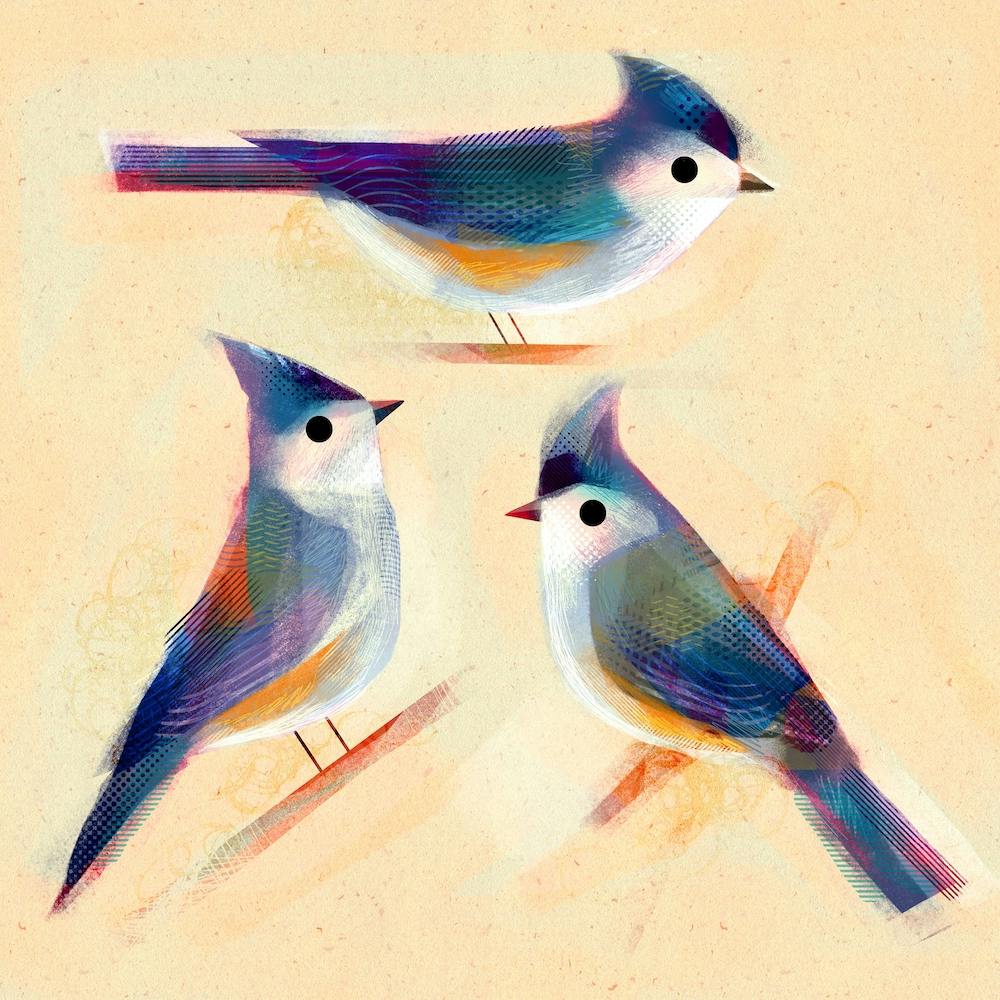Tufted Titmice Square