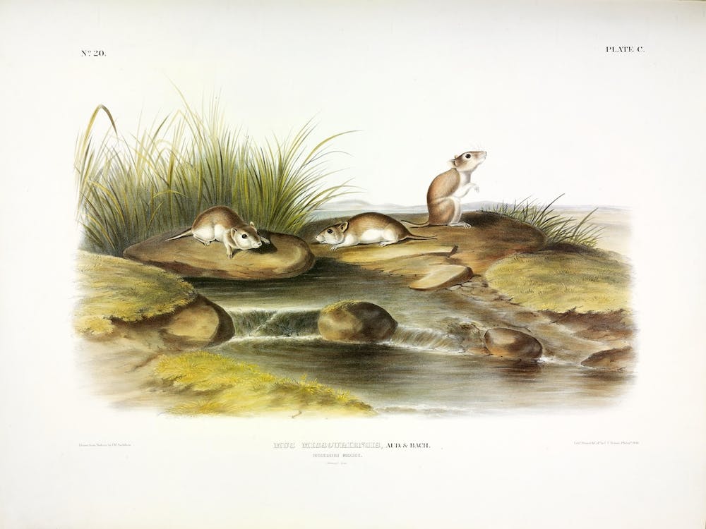 Missouri Mouse, John James Audubon