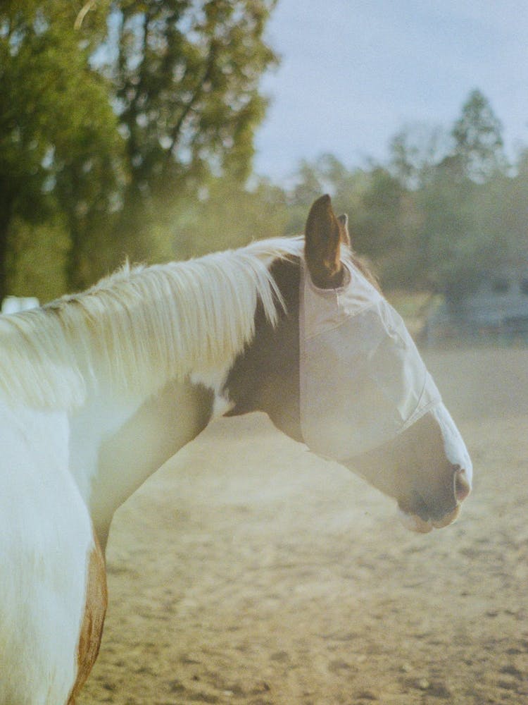 Blindfolded Horse In Sunset