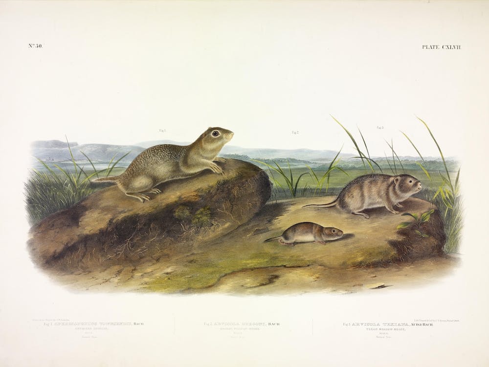 American Souslik, John James Audubon
