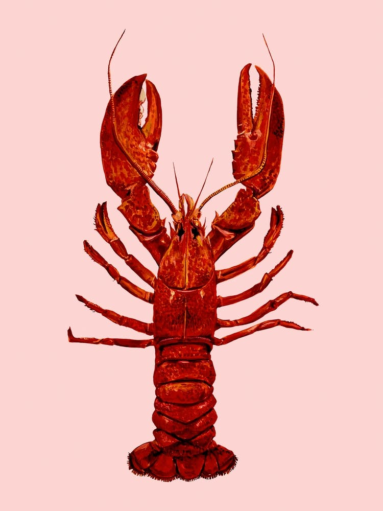 Lobster On Pink