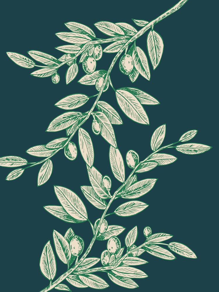 Olive Branch