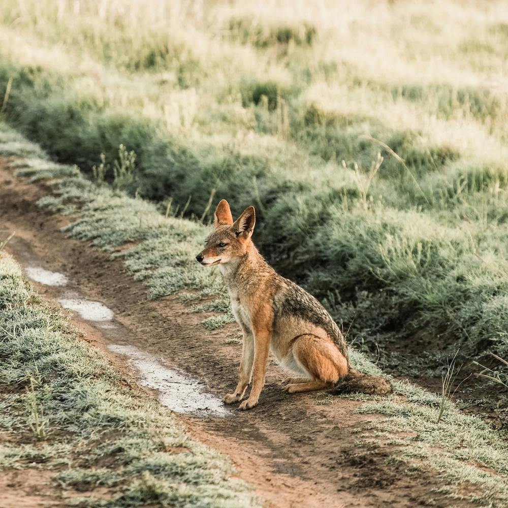 Coyote Scenery Square
