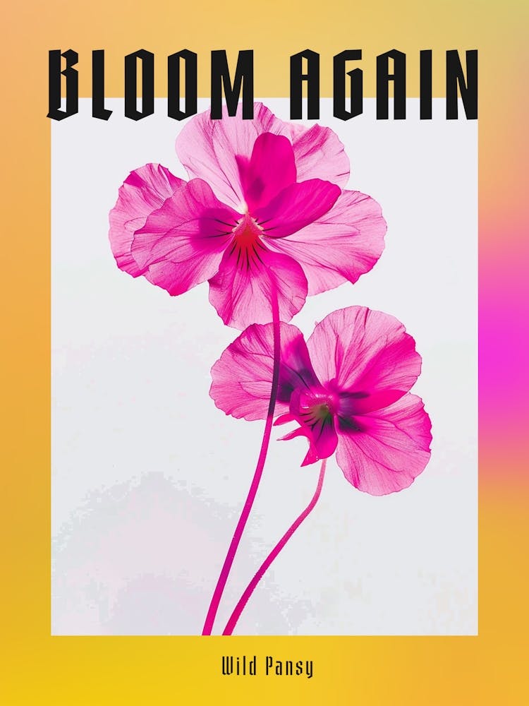 Hot Pink Wild Pansy Poster
