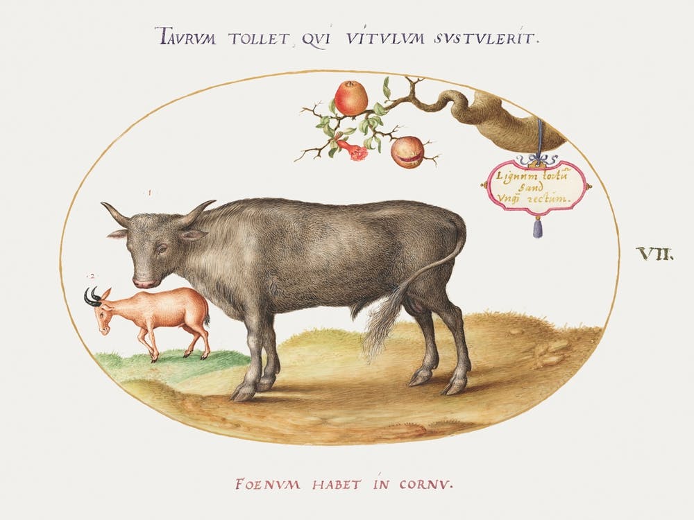 A Bull And A Horned Animal (1575–1580), Joris Hoefnagel