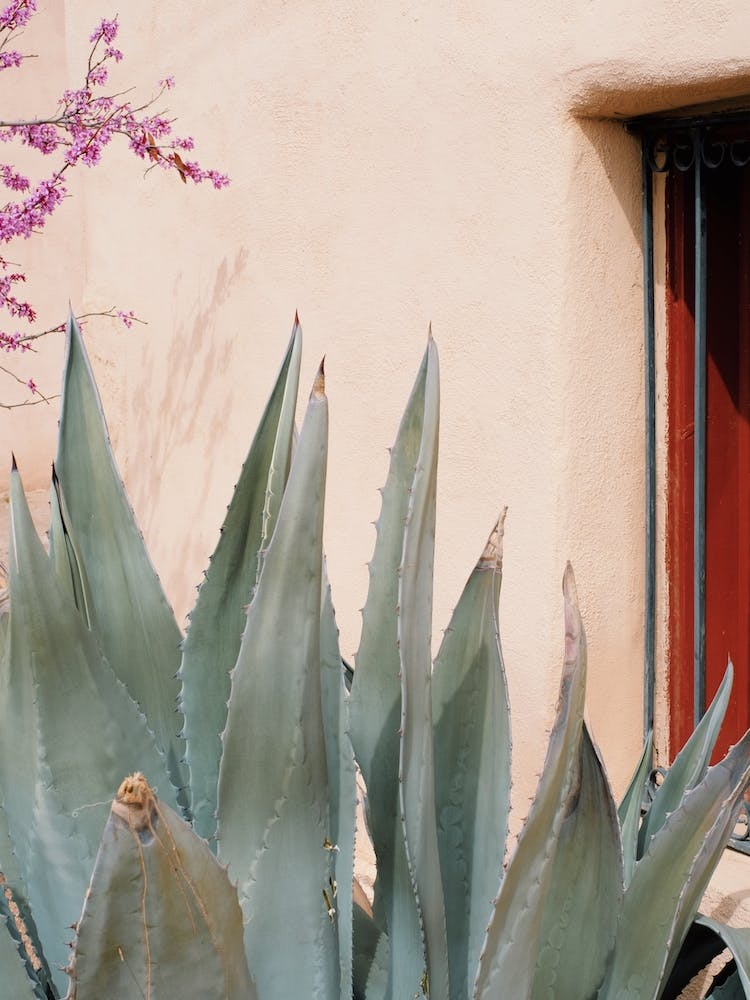 Agave Plant