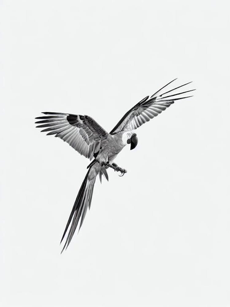 Macaw B&W Pencil Drawing 3 Bird