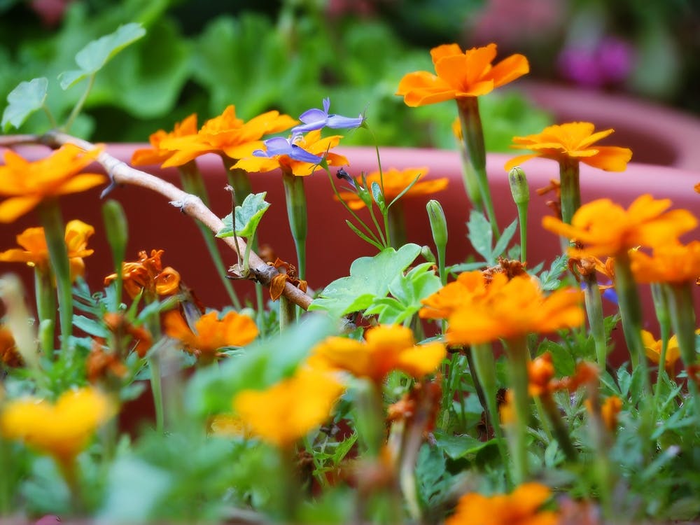 Group Of Orange Flowers With A Green Stem In The Garden