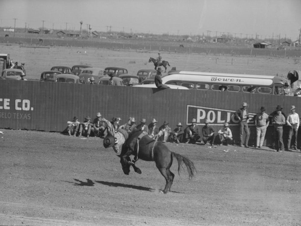 Cowboy Being Thrown From Bucking Horse During The Rodeo Of The San Angelo Fat Stock Show, San Angelo