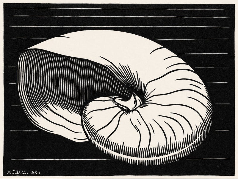 Shell, Julie De Graag