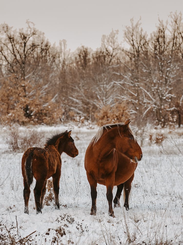 Snowy Pair Of Horses