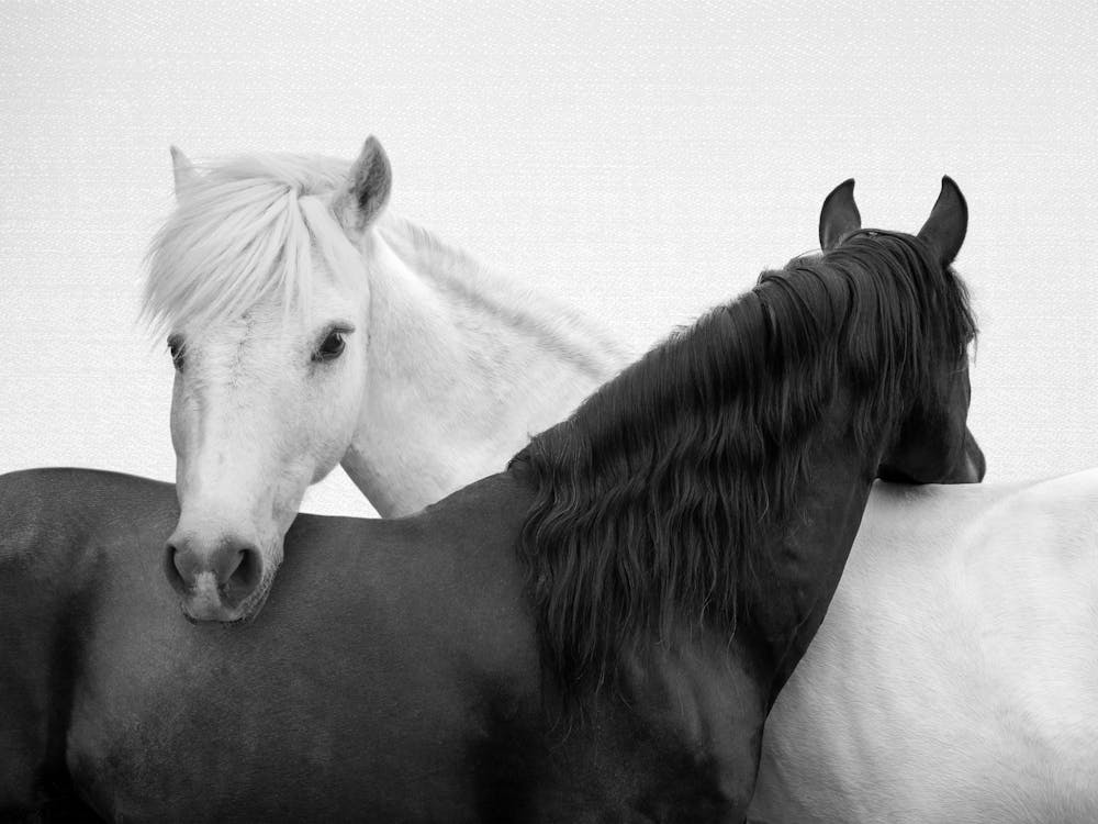 Yin And Yang Horses