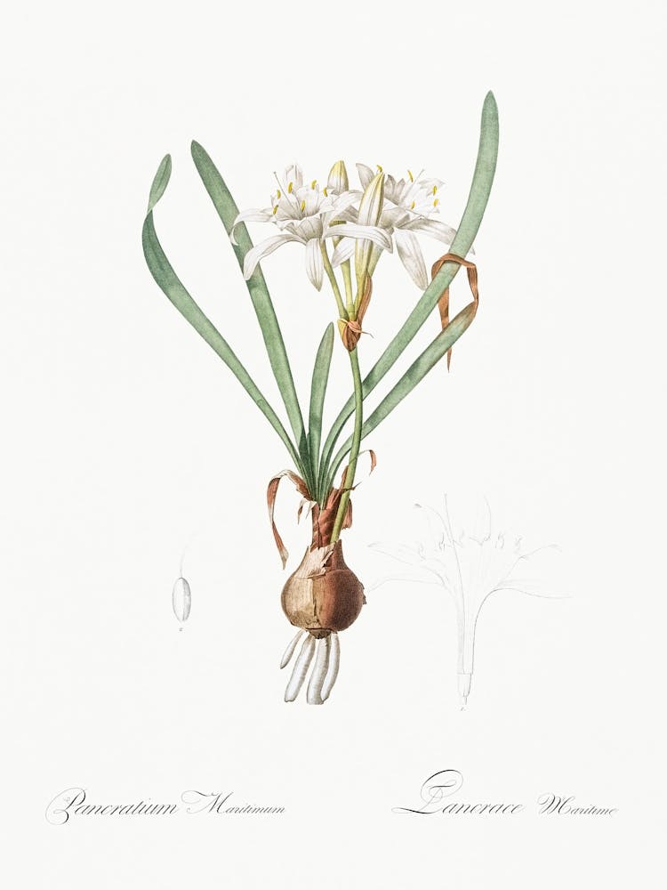 Sea Daffodil Illustration From Les Liliacées (1805), Pierre Joseph Redoute