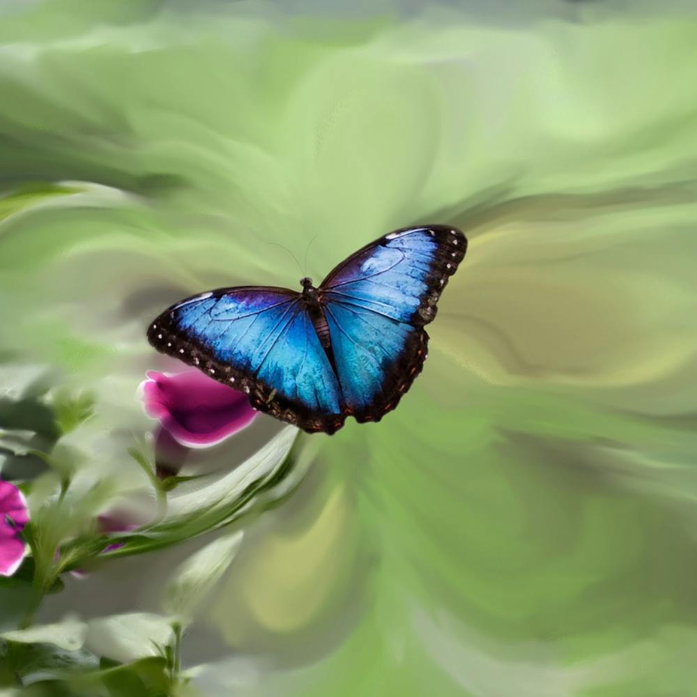 Blue Butterfly