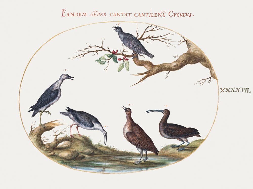 Shore Birds With A Perching Bird (1575–1580), Joris Hoefnagel