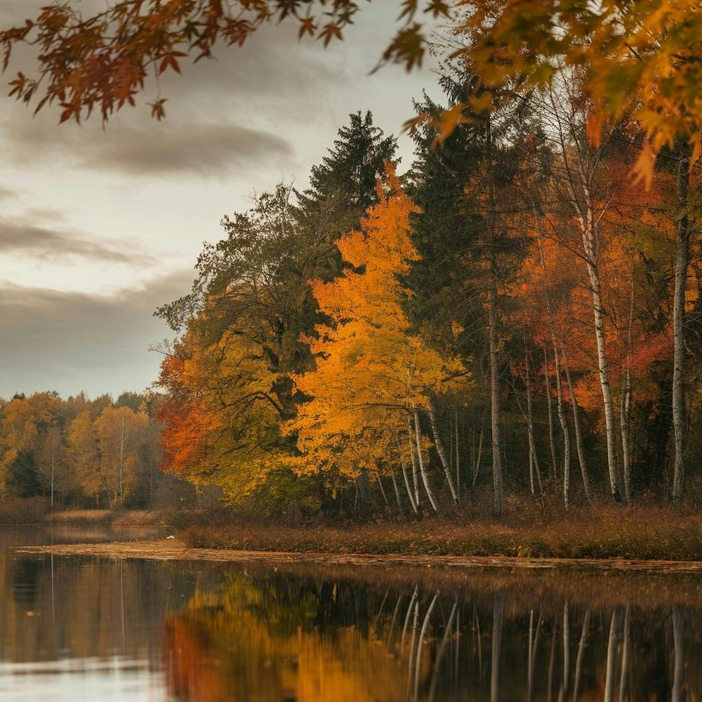 Autumn Trees By The Lake