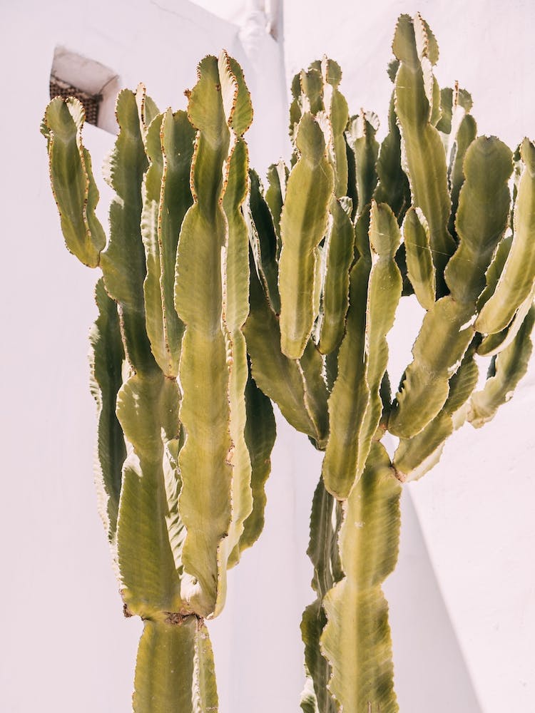 Cactus Against White