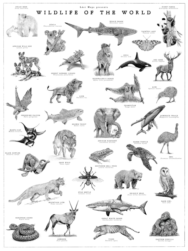 Wildlife Of The World - Animal