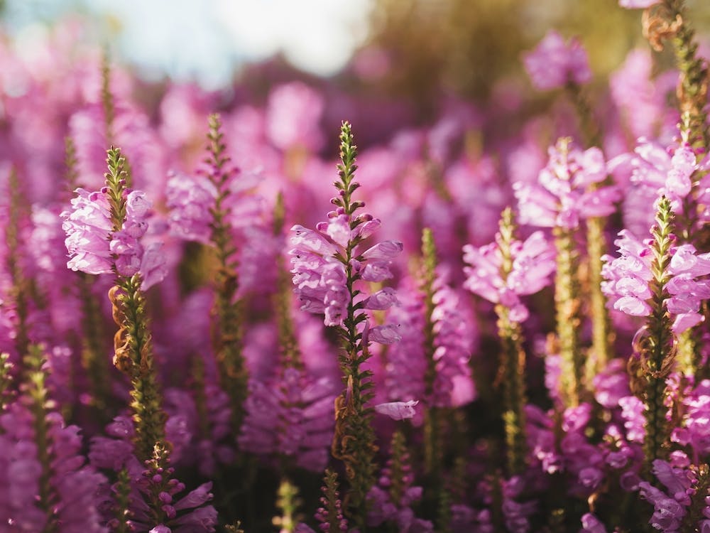 Purple Fields