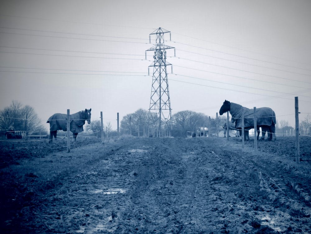 Horses In A Field
