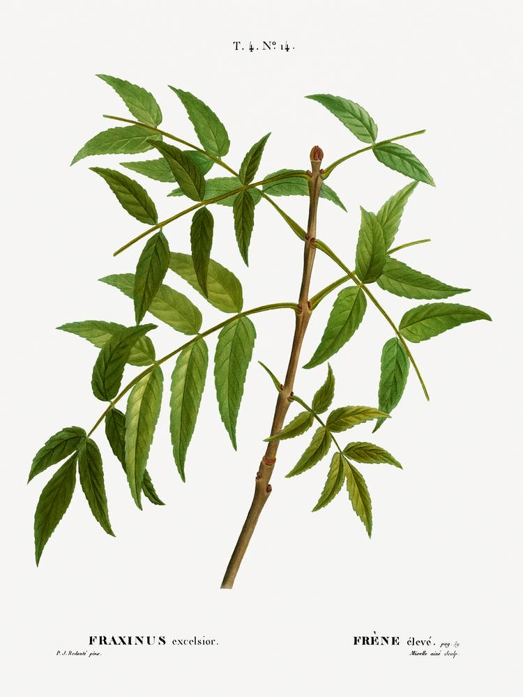 European Ash, Pierre Joseph Redoute 1