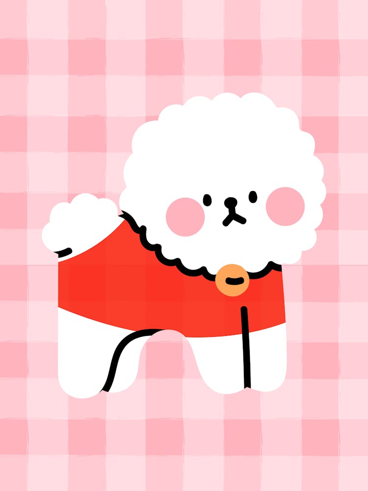 Poodle / Bichon