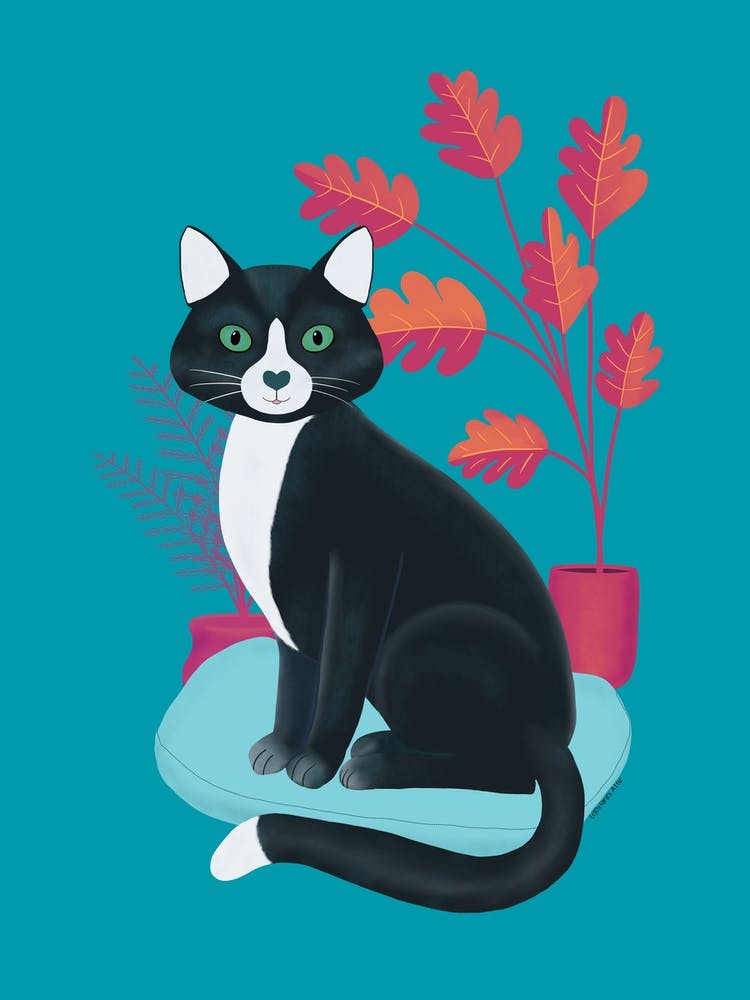 Black And White Tuxedo Cat