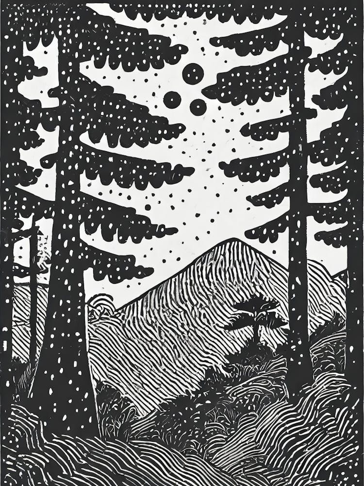 Pine Trees In The Forest