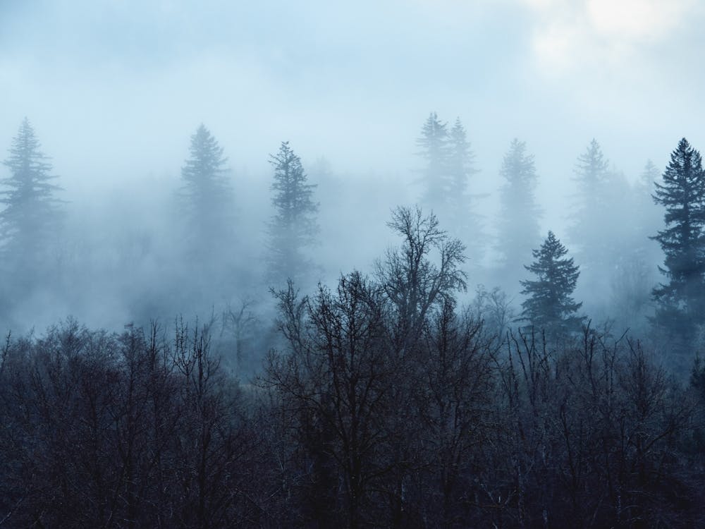 Pacific Northwest Forest - PNW Nature