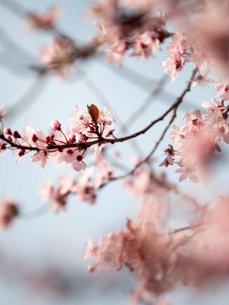 Spring Blossom