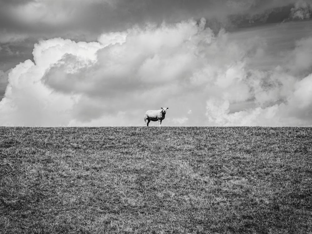 Lonely Sheep On The Hill // Nature Photography