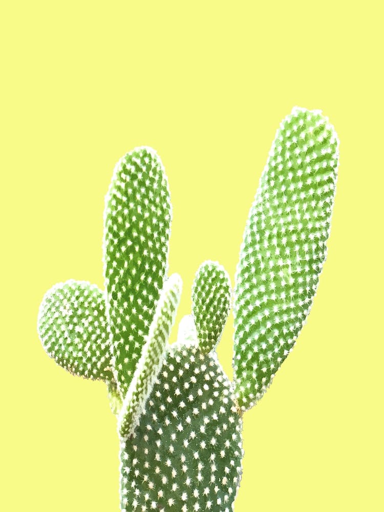 Cactus Yellow Background