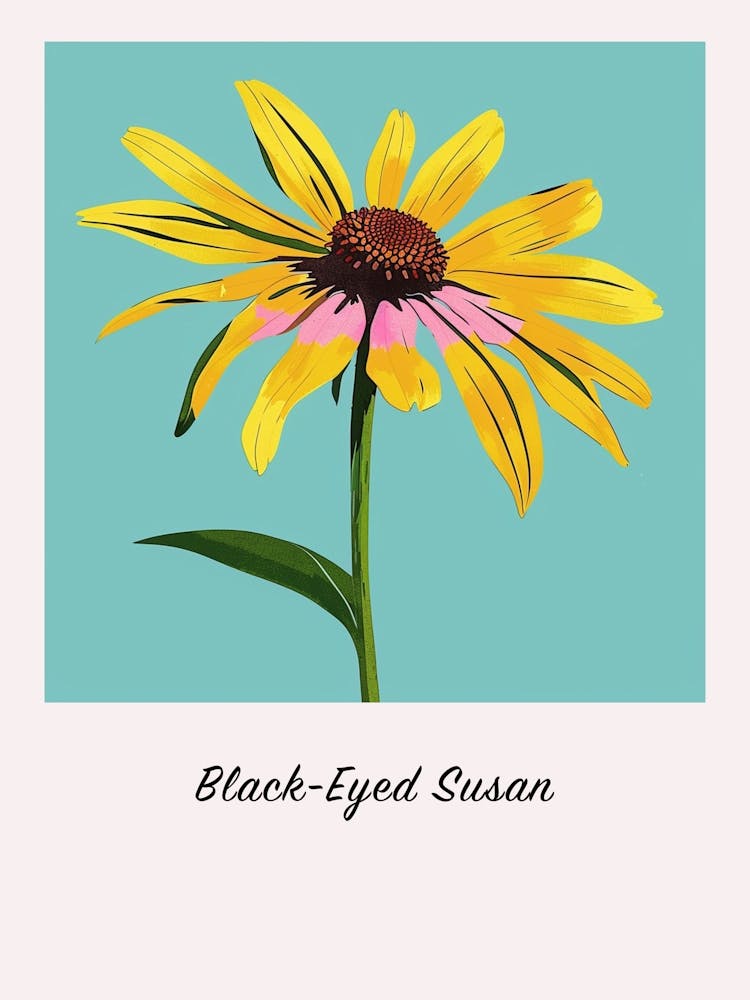 Black Eyed Susan 1 Square Flower Illustration Poster