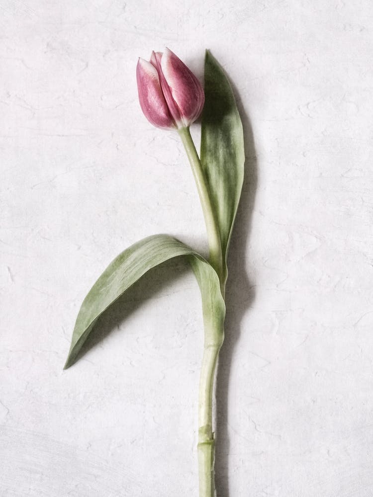 Pink Tulip Flower