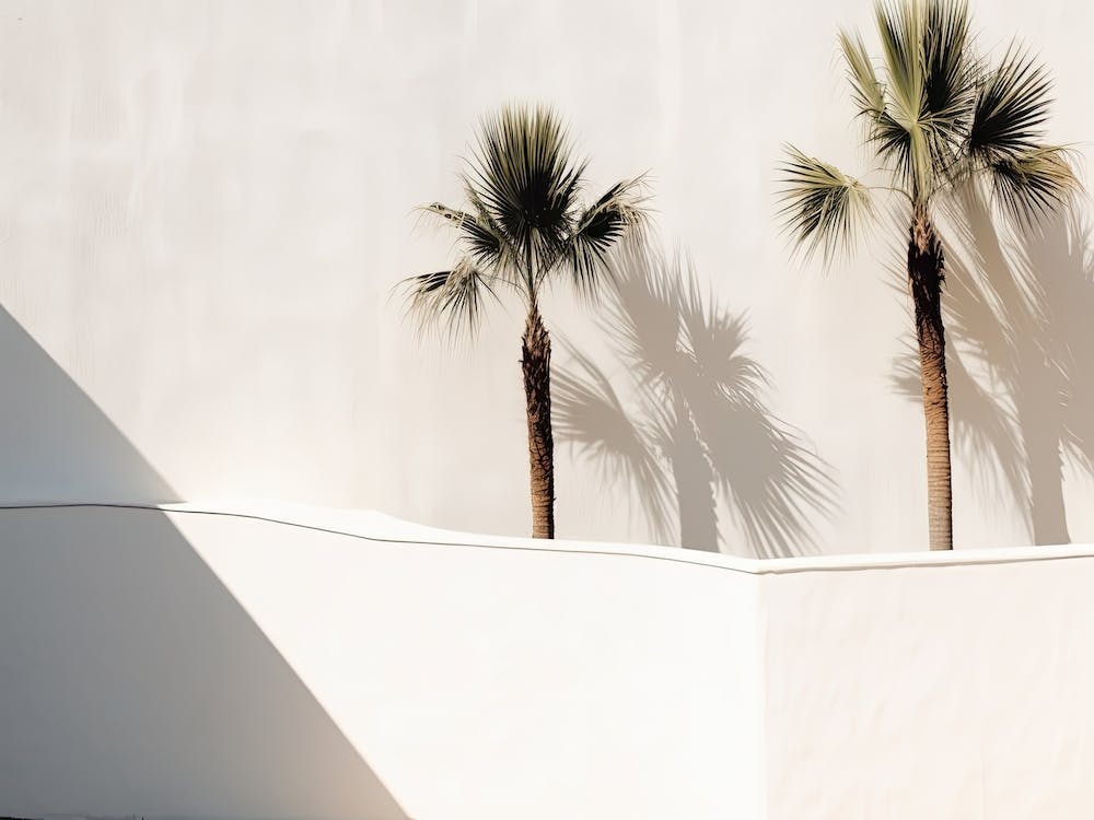 Shadows From Palm Tress On An White Wall Summer Photography