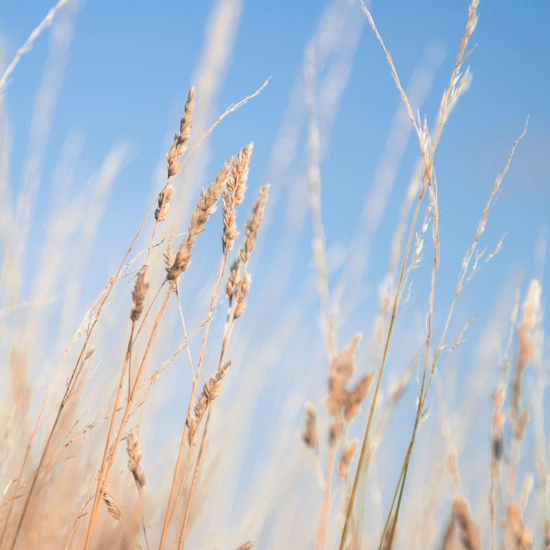Summer Grass Square