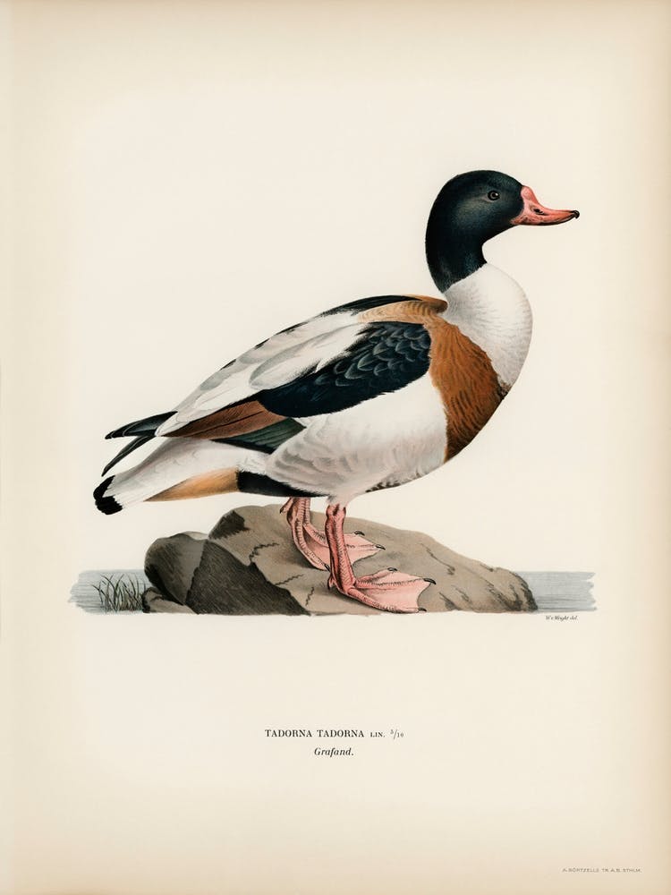 Shelduck, The Von Wright Brothers