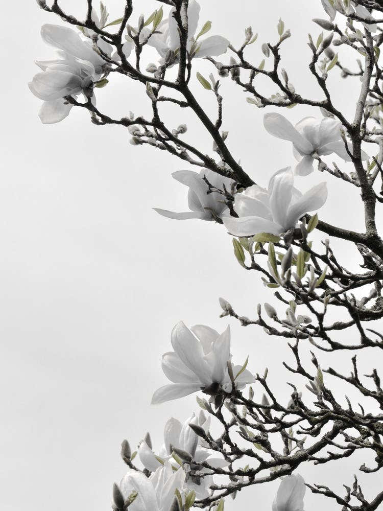 White Magnolia Happiness