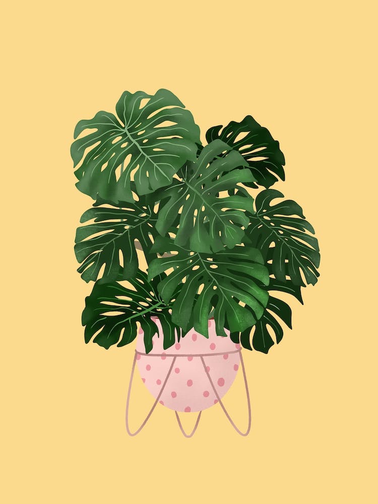 Monstera Deliciosa On Light Yellow