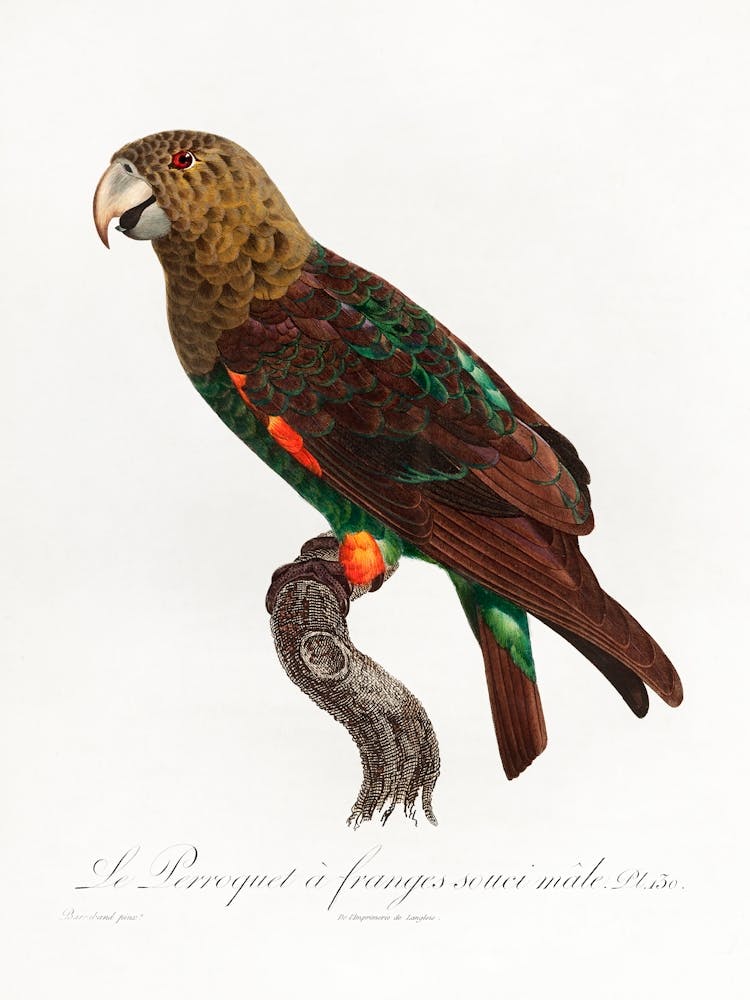 The Brown Necked Parrot From Natural History Of Parrots, Francois Levaillant