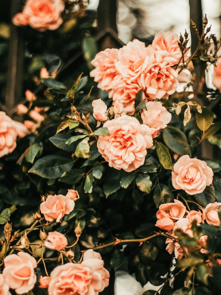 Pink Camellia Flowers