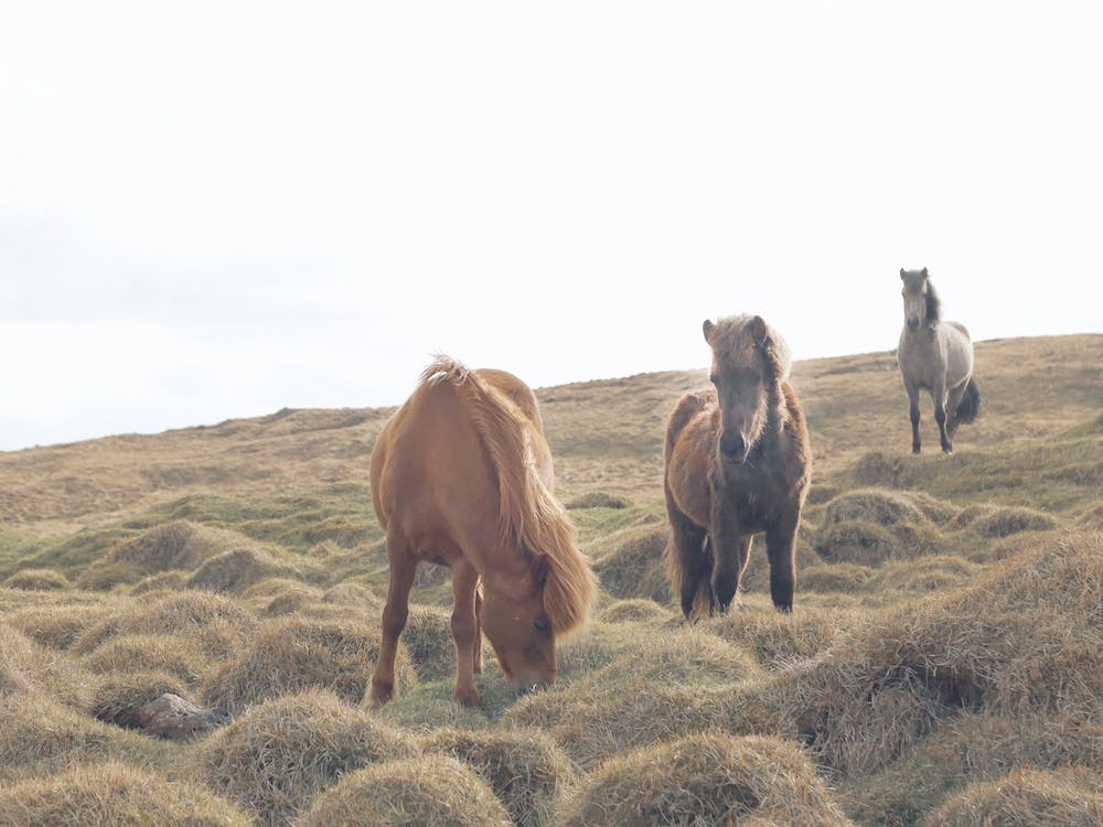 Iceland Horses