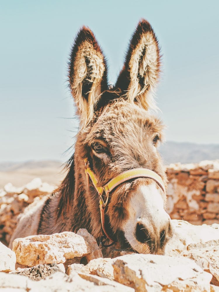 Desert Donkey
