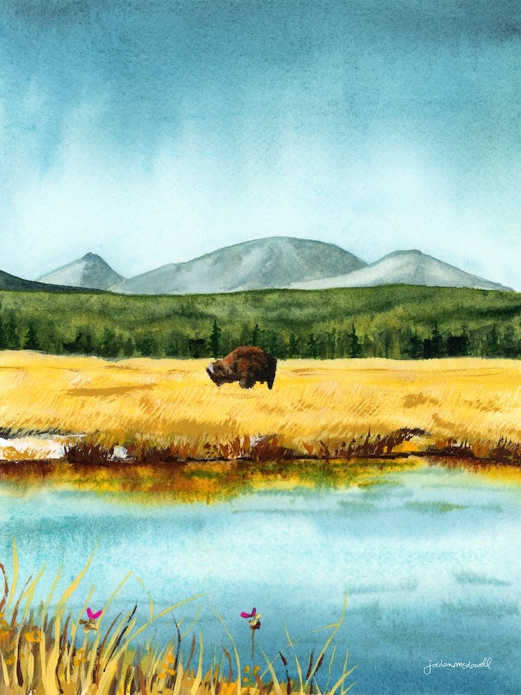 Yellowstone Büffel Landschaft